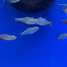 Bloodfin Tetra, photo 7