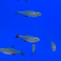 Bloodfin Tetra, photo 8
