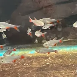 Bloodfin Tetra, photo 9