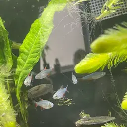 Bloodfin Tetra, photo 10