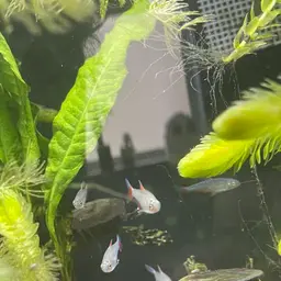 Bloodfin Tetra, photo 11