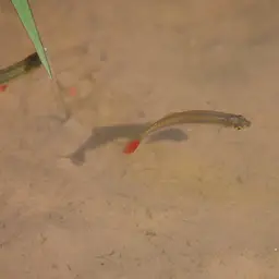 Bloodfin Tetra, photo 12