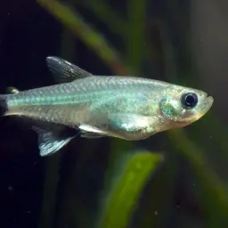 Dawn Tetra