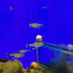 Dawn Tetra, photo 2