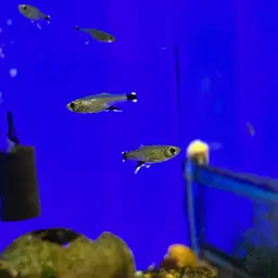 Dawn Tetra, photo 3