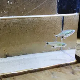Dawn Tetra, photo 5