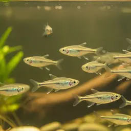 Dawn Tetra, photo 7