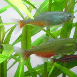 Redflank Bloodfin, photo 1