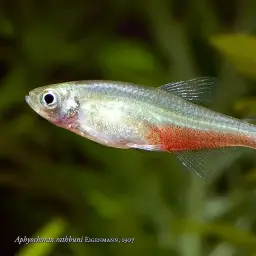 Redflank Bloodfin, photo 2