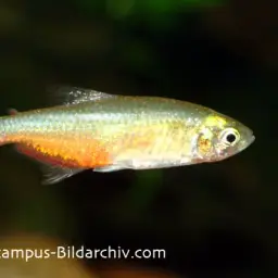 Redflank Bloodfin, photo 3