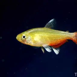 Redflank Bloodfin, photo 4