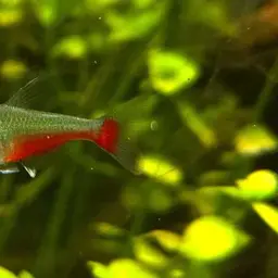 Redflank Bloodfin, photo 5