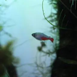 Redflank Bloodfin, photo 6