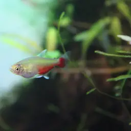 Redflank Bloodfin, photo 7