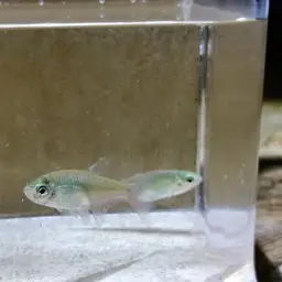Redflank Bloodfin, photo 8