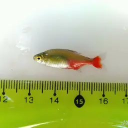Redflank Bloodfin, photo 9
