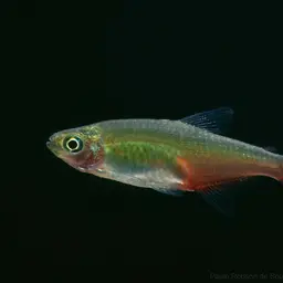 Redflank Bloodfin, photo 10