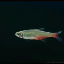 Redflank Bloodfin, photo 11