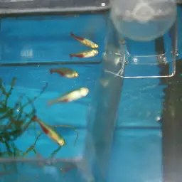 Redflank Bloodfin, photo 12