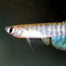 Peruvian Longfin