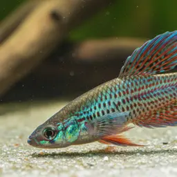Peruvian Longfin, photo 2