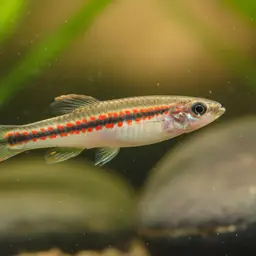 Dubois' Panchax