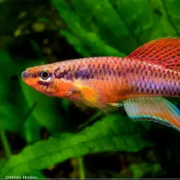 Red Lyretail