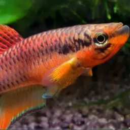 Red Lyretail, photo 3
