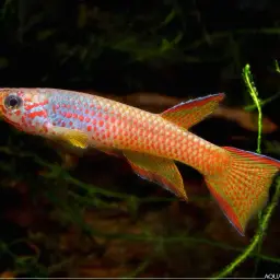 Red-spotted Killi, photo 2