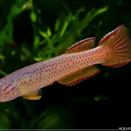 Red-spotted Killi, photo 3