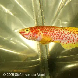 Red-spotted Killi, photo 4