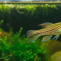 Red-spotted Killi