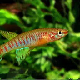 Red Barred Killi