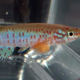 Red Barred Killi, photo 2