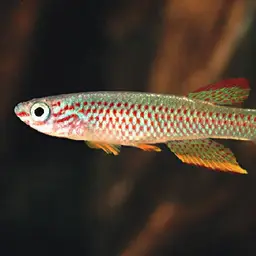 Gabonese Killifish
