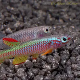 Gabonese Killifish, photo 2