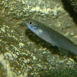 Gabonese Killifish, photo 3