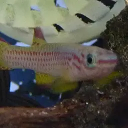 Gabonese Killifish, photo 4