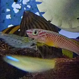 Gabonese Killifish, photo 5