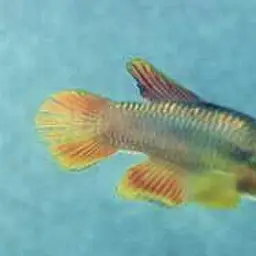 Lonnberg's Aphyosemion