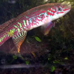 Splendid Killifish