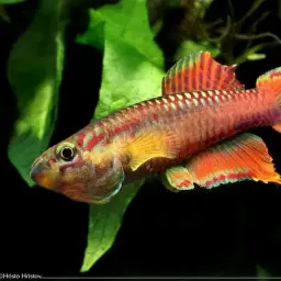 Splendid Killifish, photo 3