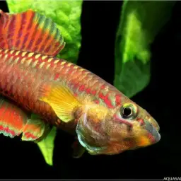 Splendid Killifish, photo 4