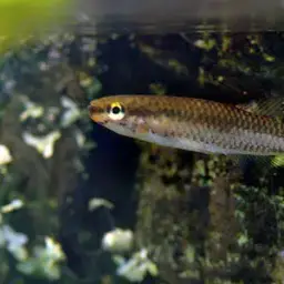 Splendid Killifish, photo 5