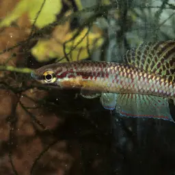 Splendid Killifish, photo 6