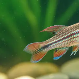 Splendid Killifish, photo 7