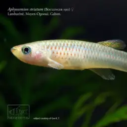 Escherich's Killi, photo 5