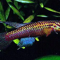 Volcano Killifish, photo 1