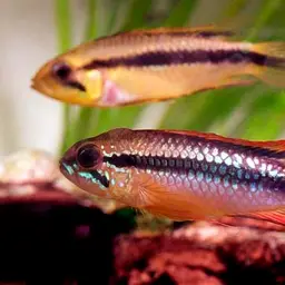 Agassiz's Dwarf Cichlid