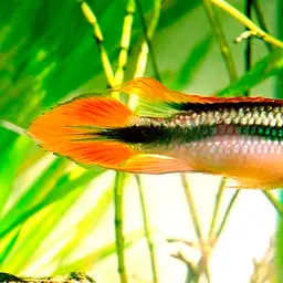 Agassiz's Dwarf Cichlid, photo 2
